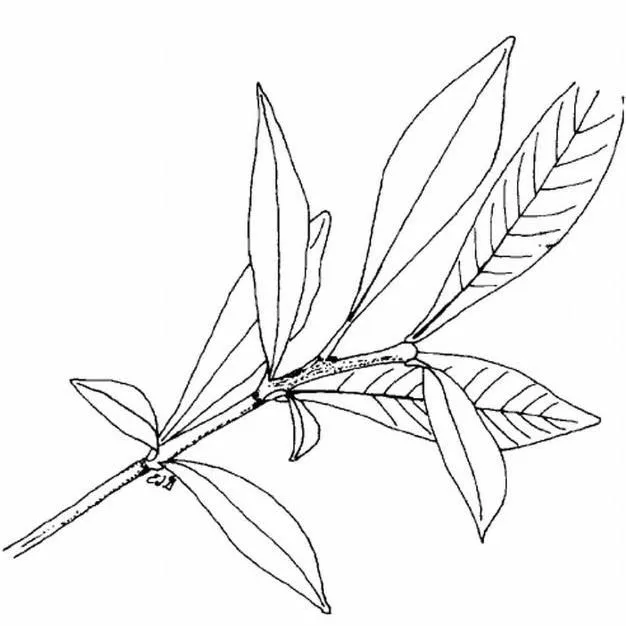 thumbnail for publication: Gardenia jasminoides 'Prostrata' Dwarf Gardenia